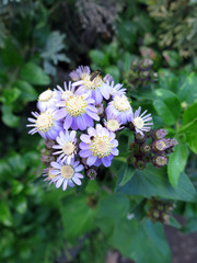 Igelhüllkelch-Cinerarie - Pericallis echinata