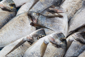 Fresh fishes in a sea market