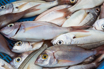 Fresh fishes in a sea market