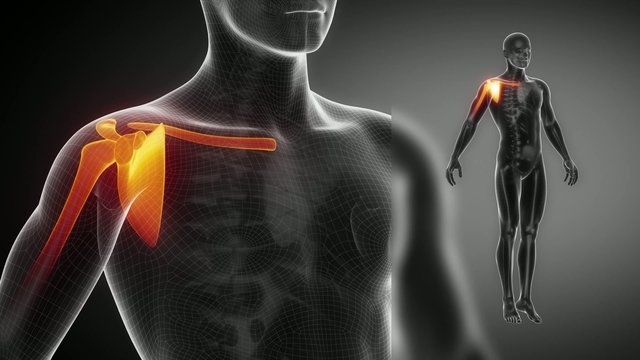  SHOULDER joint skeleton x-ray scan in black