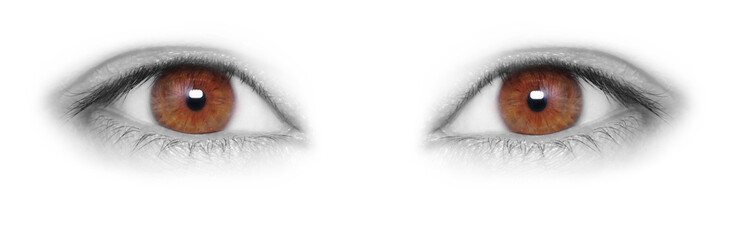 Brown eyes isolated on white background