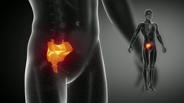 SACRUM bone skeleton x-ray scan in black