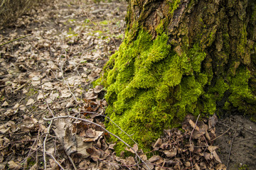 soft green moss on tree bark birch