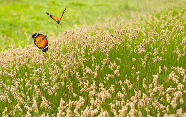 Spring meadow and butterflies