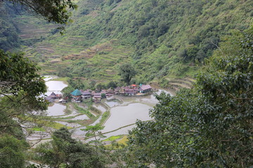 Fototapeta na wymiar Banga-an Dorf, umgeben mit Reisfelder, Ifugao, Kordilleren, Philippinen