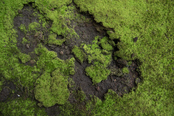 Naklejka premium nature moss