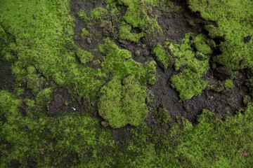nature moss