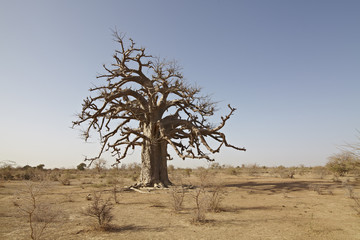 bao bao baobab tree in africa savanna