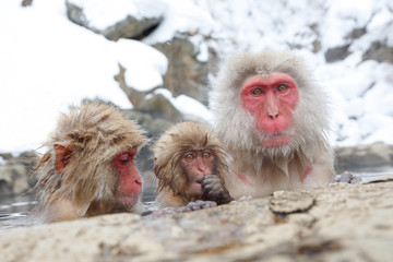 雪の露天温泉に浸かる猿の親子