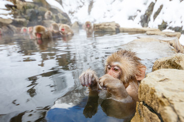 冬の露天温泉に浸かる猿