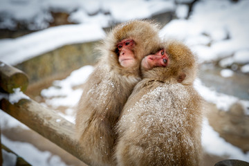 厳冬に耐え寄り添う猿