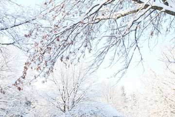 beautiful snow covered tree winter landscape