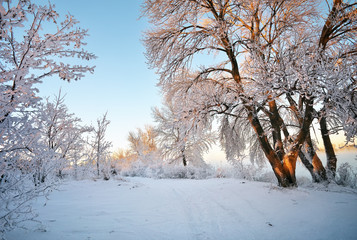 Winter Landscape. Rime on trees.