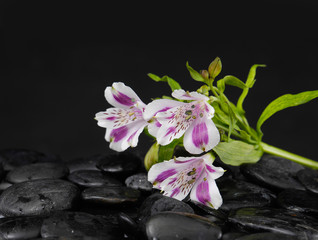 beautiful gorgeous orchid on wet back stones background

