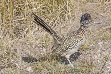 Road Runner in the Grasslands