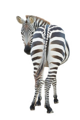 zebra isolated