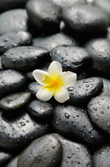 Fototapeta na wymiar frangipani and wet black pebbles
