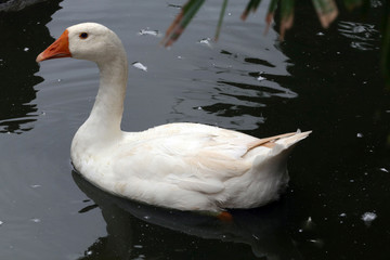 goose