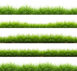 fresh spring green grass isolated © anankkml