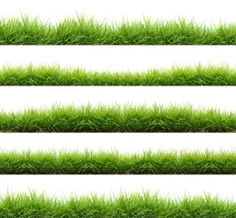 Peel and stick wall murals Grass fresh spring green grass isolated