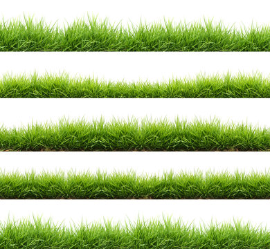 fresh spring green grass isolated