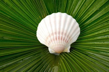 Palm Frond texture and scallops shell (See Pectinidae)  