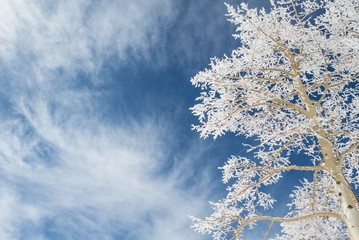 Looking up at a snow tree