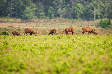 Fototapeta premium Group of wild hog deer eating grass