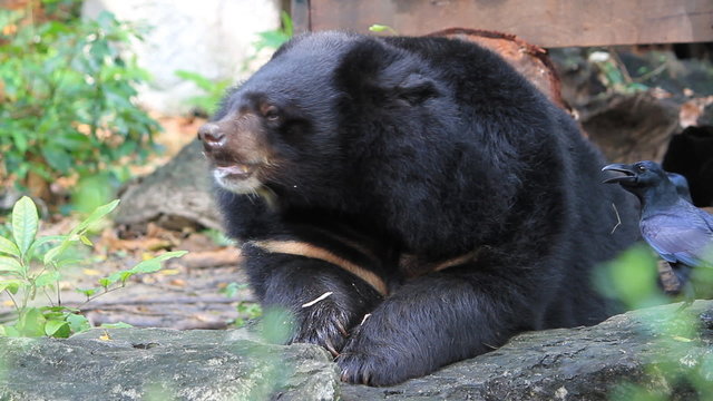 Black Bear Eating Leaves