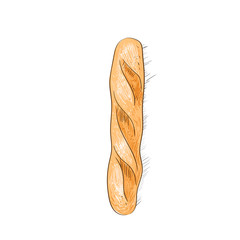bread loaf baguette sketch color draw isolated over white