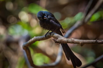 Racket-tailed Treepie(Cryssirina temia) in nature