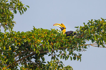 Male Great hornbill with fruit in his mount on banyan tree © kajornyot