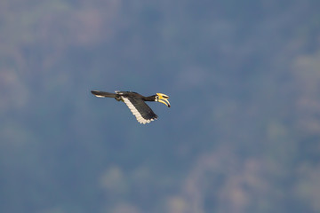 Portrait of flying male Oriental pied hornbill