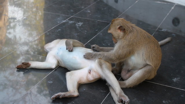 Couple monkey relaxing