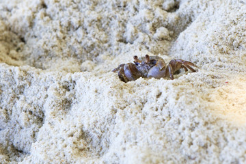 Madagascar Ghost crab on the beach of island Praslin.