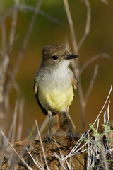 Yellow warbler bird in the Galapagos islands