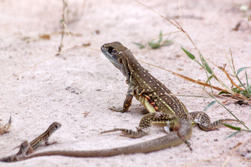Butterfly Lizard and two baby