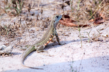 Butterfly Lizard (Leiolepis belliana)