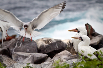 Two masked boobies on a rock and one swallow tailed gull taking