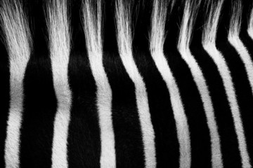 Fototapeta na wymiar Close Up Of Zebra Stripes