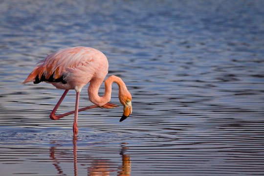 Closeup portrait of pink flamingo and its reflection in the