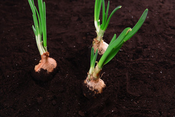 Germinated onion in soil close-up