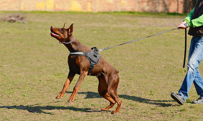 Doberman Pinscher with owner