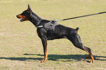 Doberman Pinscher