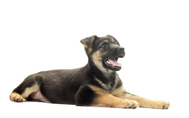 German Shepherd puppy on a white background isolated