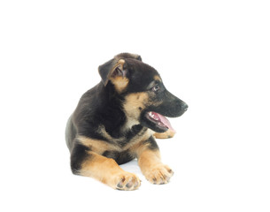 Shepherd puppy on a white background