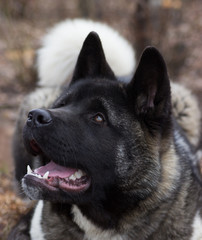Akita Inu