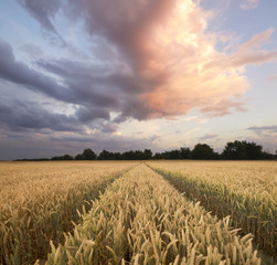 wieczorna burza przechodząca nad polem zboża © Mike Mareen