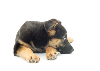 sad puppy shepherd dog on a white background