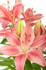 Lily flower isolated on white background